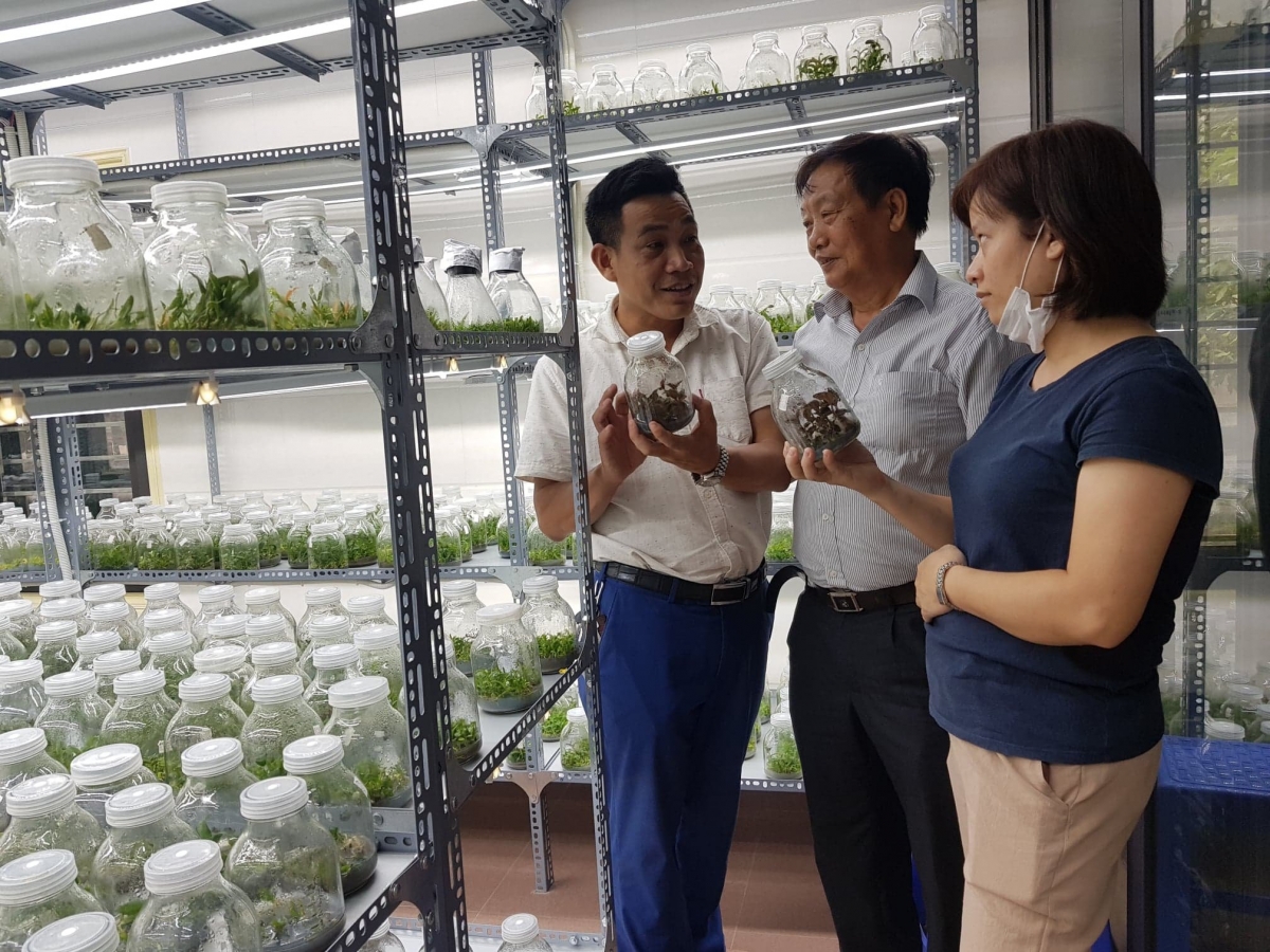 Ông Vương Xuân Nguyên cùng GS. TSKH Trần Duy Quý và cộng sự đang kiểm tra cây lan Thạch hộc tía và lan Kim Tuyến chuẩn bị đưa trở lại góp phần phục hồi môi trường rừng tại khu vực Bắc Trung Bộ