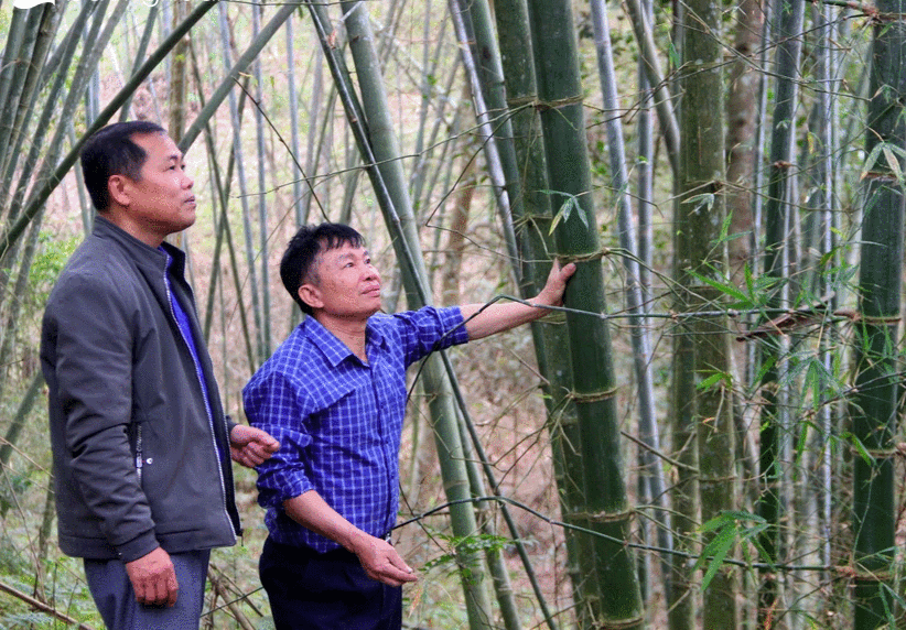Ông Kha Văn Toàn (áo sơ mi xanh) bên rừng mét của gia đình