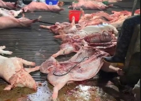 300 tấn thịt lợn nhiễm bệnh được đưa vào trường học là tội ác