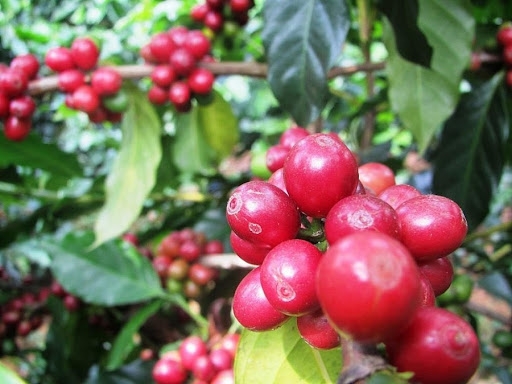 Tới Sơn La thưởng thức cafe Arabica 