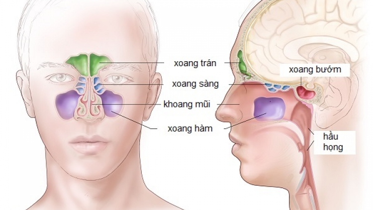 Công nghệ mới trong điều trị mũi xoang: giảm 30% chi phí, tăng 35% hiệu quả