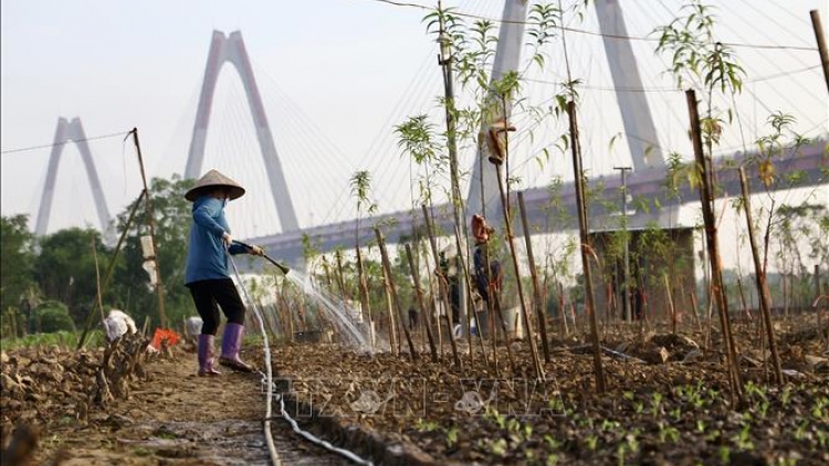 Người dân Nhật Tân nỗ lực phục hồi vườn đào, xen canh hoa màu ngắn ngày 