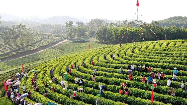 “Tứ đại danh trà Thái Nguyên”: Nâng tầm để phát triển tour tuyến du lịch