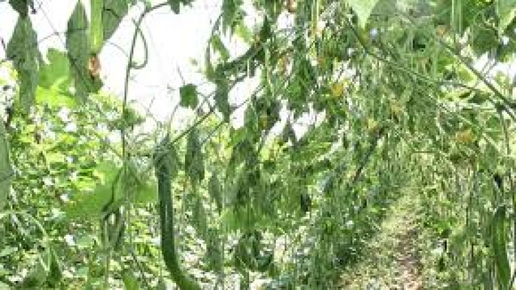 Xử lý nghiêm hành vi hủy hoại cây trồng vật nuôi của người khác