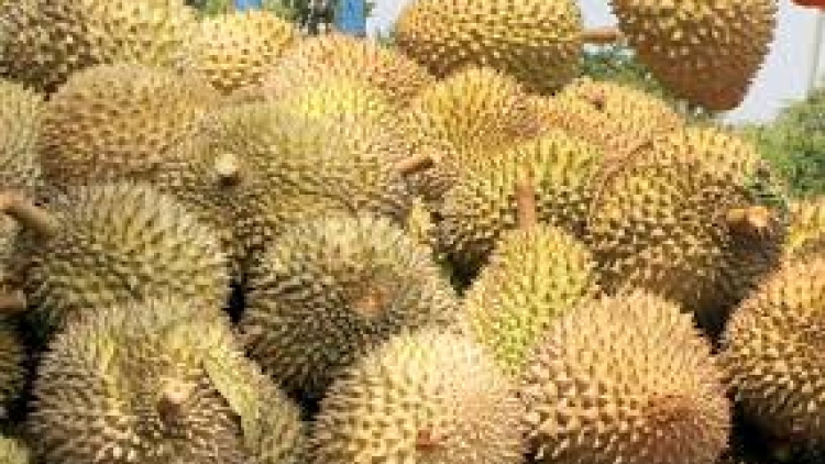 Sầu riêng nhúng hóa chất có an toàn để sử dụng?