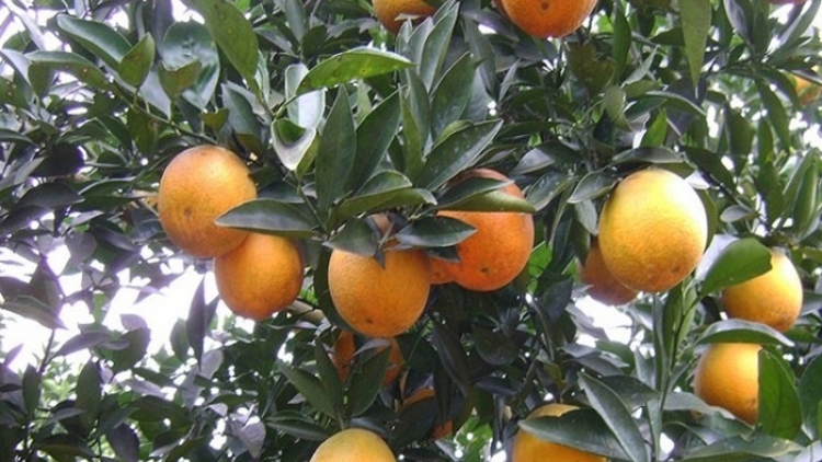 Từ quả cam Cao Phong đến hệ sinh thái bền vững