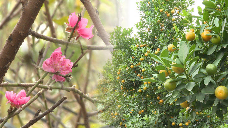 Đào Nhật Tân, quất Tứ Liên vào vụ, sẵn sàng đón Tết Bính Ngọ