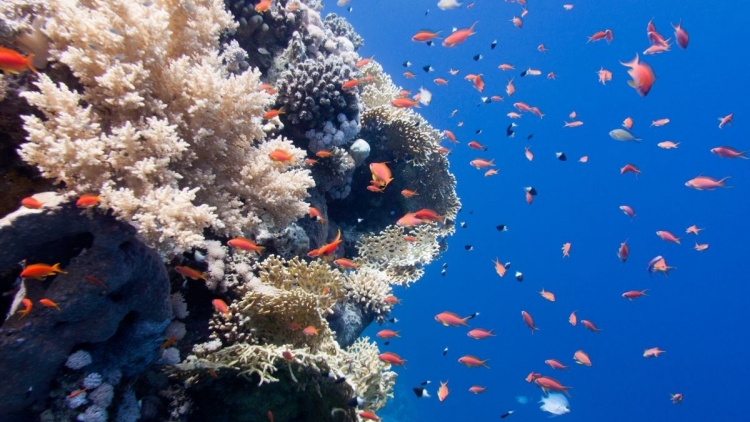 Bảo vệ đa dạng sinh học và nguồn lợi thủy sản - hướng đi bền vững