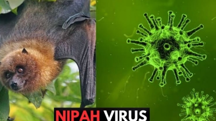 Bộ Y tế yêu cầu các cơ sở y tế chủ động phòng chống bệnh do virus Nipah