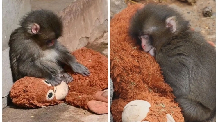 Ai cũng cần một cái ôm như Punch