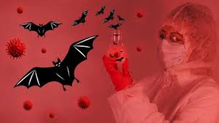 Bộ Y tế hướng dẫn chẩn đoán và điều trị bệnh do virus Nipah