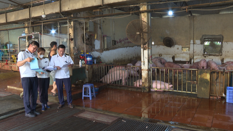 Lò mổ nhỏ lẻ – điểm nghẽn lớn trong kiểm soát thịt sạch