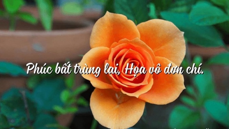 Họa vô đơn chí