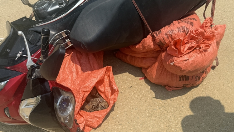 Thu giữ 59,2kg vảy nghi tê tê, điều tra hành vi xâm phạm động vật hoang dã