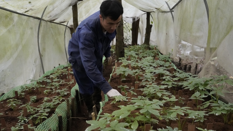 Đẩy mạnh ứng dụng khoa học trong phát triển sâm Ngọc Linh