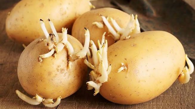 Những thực phẩm quen thuộc có thể trở thành "chất độc" nếu dùng sai cách