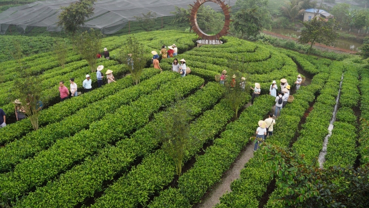 Nghề chè Thái Nguyên thích ứng với cách làm mới