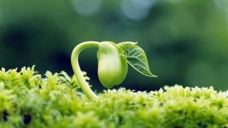 Ảnh minh họa (nguồn internet)