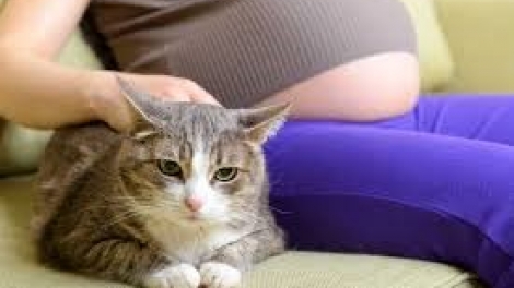 Các bệnh nguy hiểm từ thú cưng đối với phụ nữ mang thai