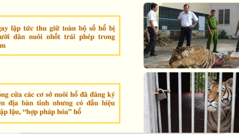tội phạm buôn bán hổ