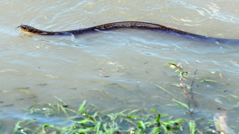 Cảnh giác nguy cơ bị rắn cắn sau mưa lũ