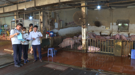 Lò mổ nhỏ lẻ – điểm nghẽn lớn trong kiểm soát thịt sạch