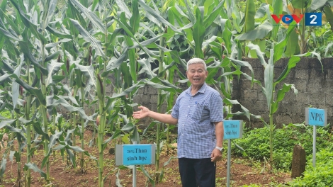 Người cao tuổi Cao Sơn làm nên điều khác biệt từ tre và than