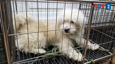 nuôi thú cưng có trách nhiệm