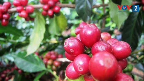 Về Sơn La hòa mình vào thiên nhiên và thưởng thức và phê Arabica trứ danh