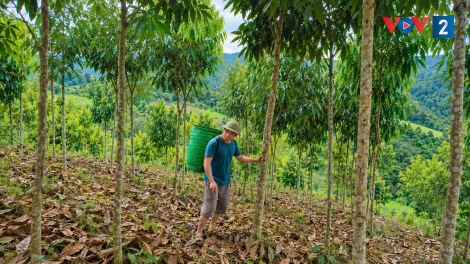 Xã Quy Mông, tỉnh Lào Cai mở lối thoát nghèo