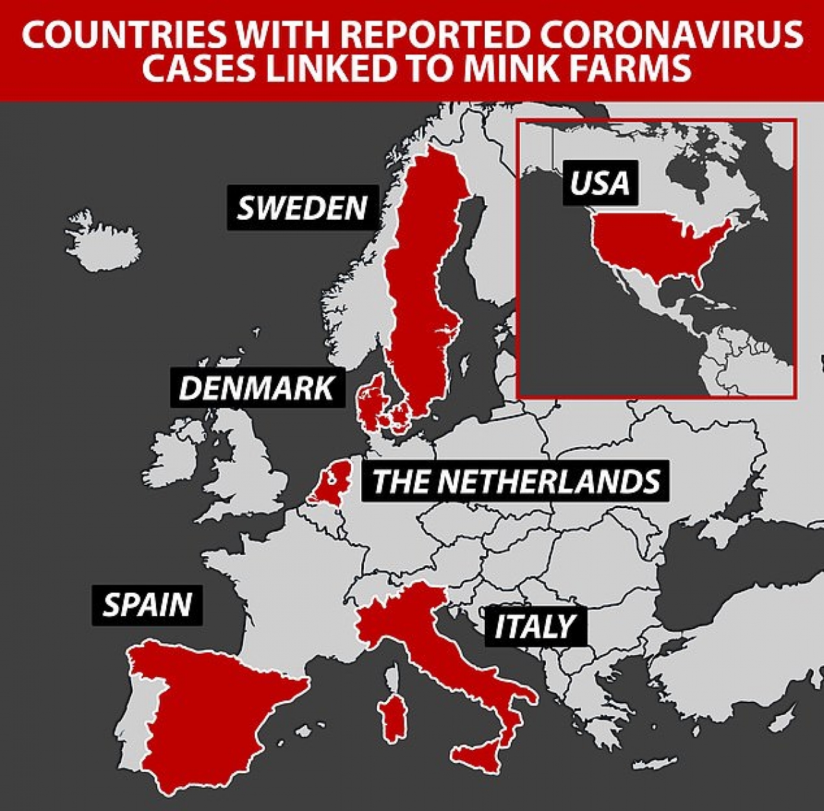 WHO xác nhận 6 quốc gia có báo cáo về trường hợp lây nhiễm virus Corona từ chồn vizon sang người