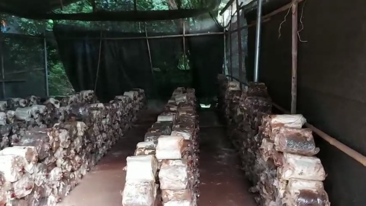 Xưởng sản xuất nấm linh chi của gia đình chị Nguyễn Thị Phương