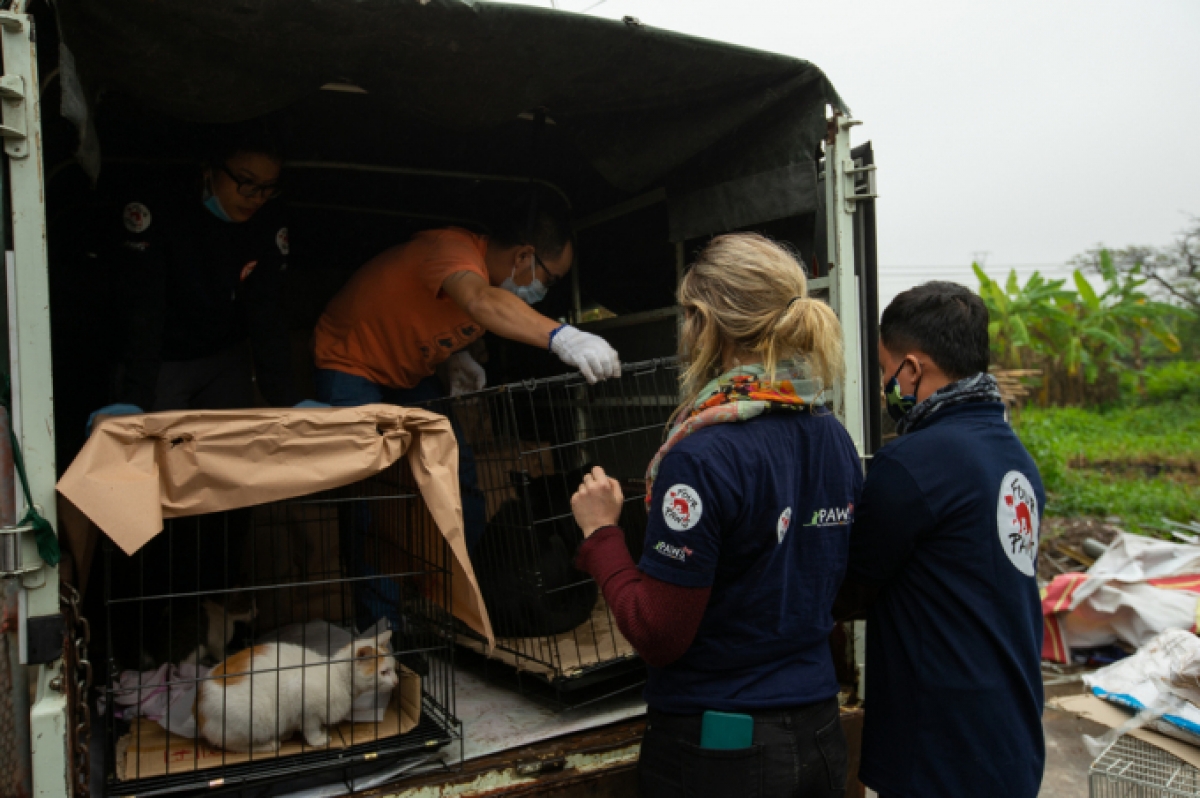 25 cá thể chó mèo được giải cứu tại thành phố Thái Bình ngày 15/12 vừa qua