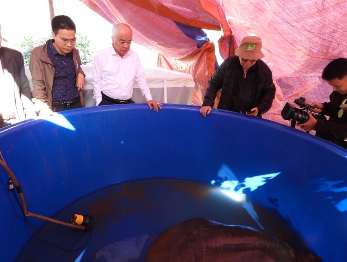 Lãnh đạo Sở NN&amp;PTNT và các chuyen gia theo dõi sức khỏe của rùa khi tạm nhốt giữ trong bể