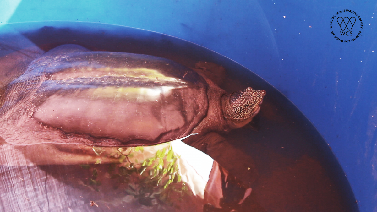 Rùa Hoàn Kiếm nặng 86kg, chiều dài mai 99,5cm, chiều rộng mai là 74,5cm.