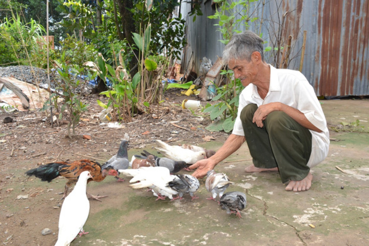 Ngoài chữa rắn cắn, ông có thú vui nuôi chim cho khuây khỏa tuổi già