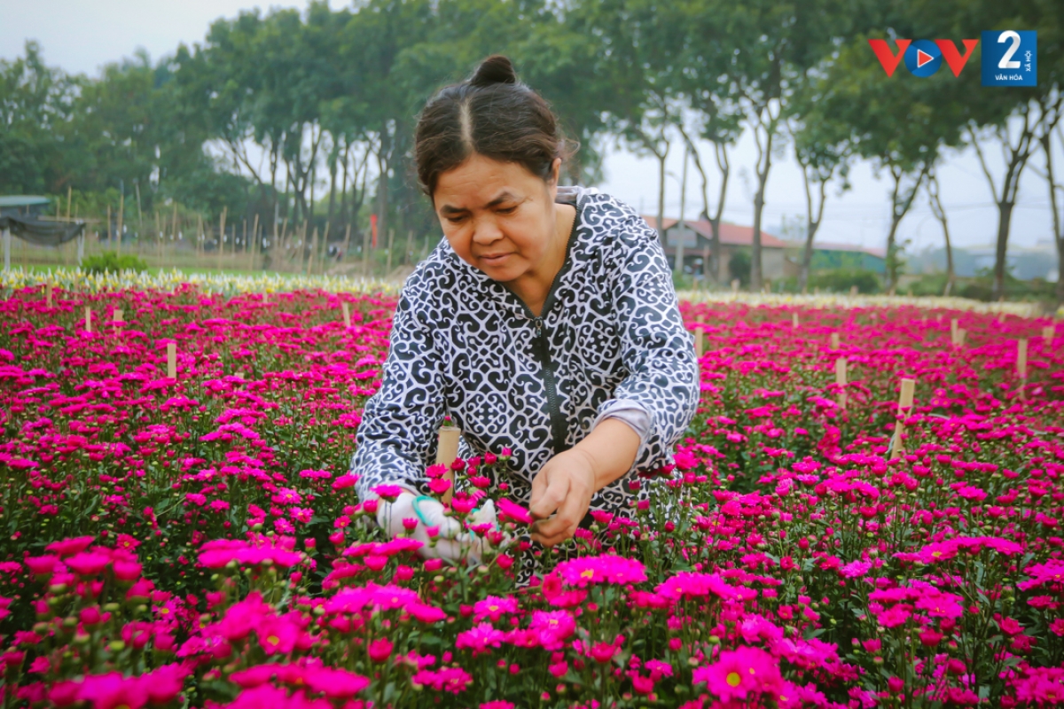 Bà Vân, một người trồng hoa, chia sẻ: “Năm nay rét dài, xong lại nắng rồi nồm ẩm, hoa nở không đồng đều, chúng tôi phải tỉa bớt chỉ giữ lại 1 nụ to và 1, 2 nụ nhánh để đến lúc thu hoạch, cây sẽ có 1 bông hoa to và thêm nụ lộc bên cạnh.”