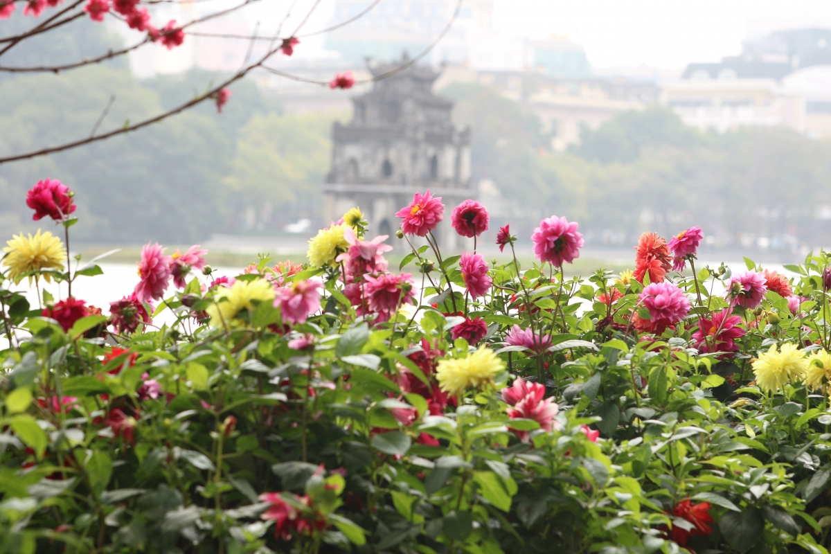 Những ngày cận Tết Nguyên đán, người dân Thủ đô vô cùng hào hứng khi chứng kiến những thảm hoa lung linh, muôn sắc màu xung quanh hồ Hoàn Kiếm.
