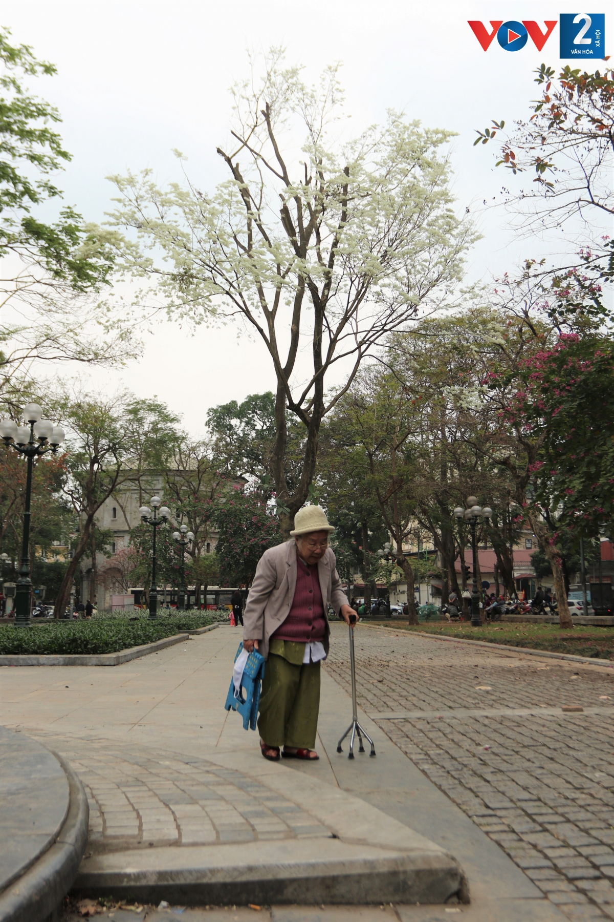 Cây sưa ở bốt Hàng Đậu bung nở hoa trắng xóa