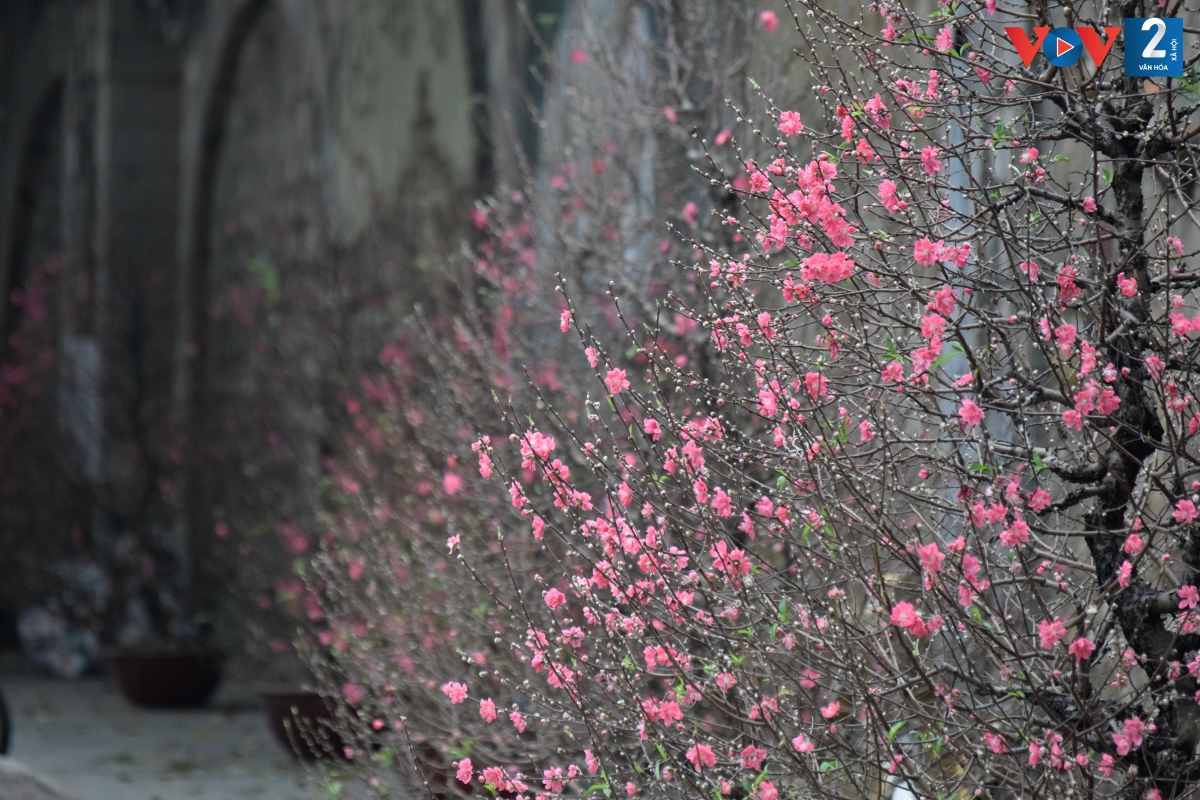 Những cành đào thắm được đưa từ vườn đào Nhật Tân về để phục người thưởng hoa.