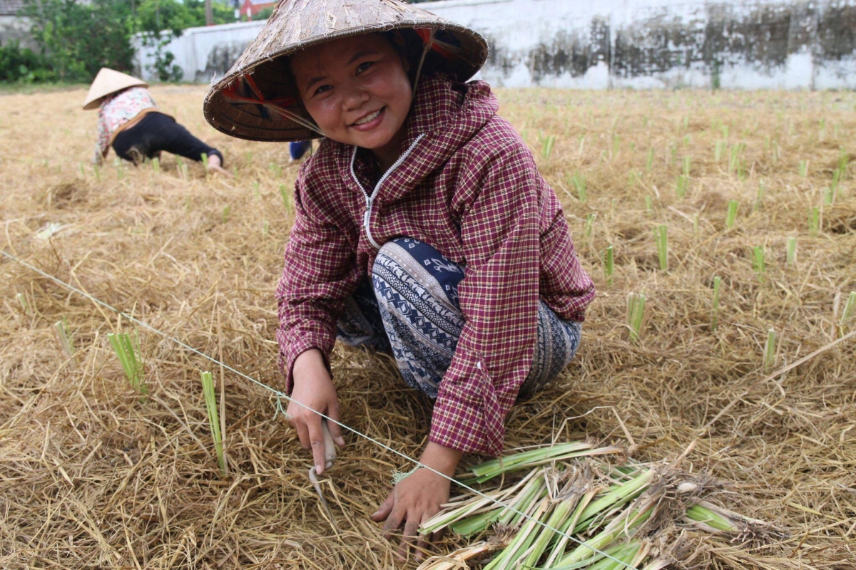 Cô gái 9X Nguyễn Thị Hoài với nghề trồng cỏ Vetiver