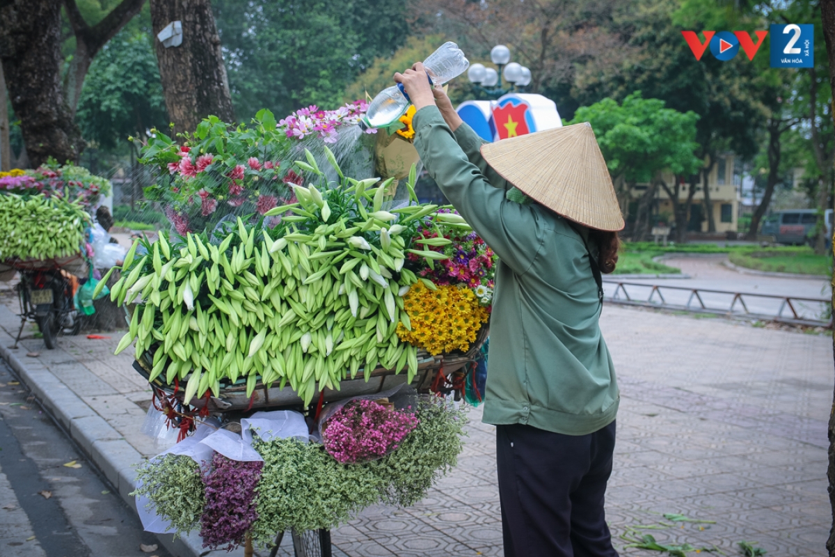 Để hoa loa kèn được đẹp và tươi lâu, người bán phải tưới hoa cho đẫm nước.