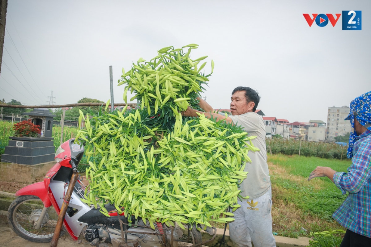 Loa kèn Tây Tựu chủ yếu được bán buôn. Mỗi bó gồm 100 bông hoa có giá bán buôn 150.000 đồng.