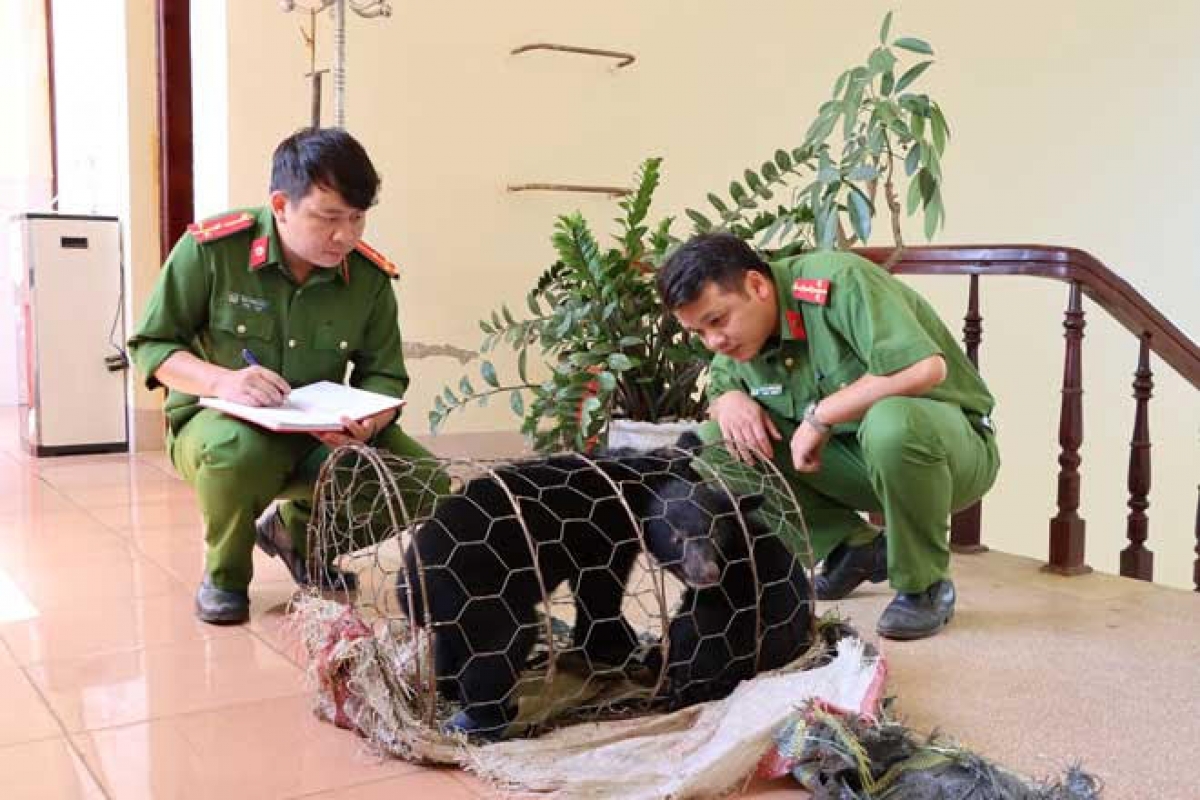 Hai cá thể gấu ngựa được cơ quan chức năng tỉnh Lai Châu giải cứu khi đang chuẩn bị bị giao dịch