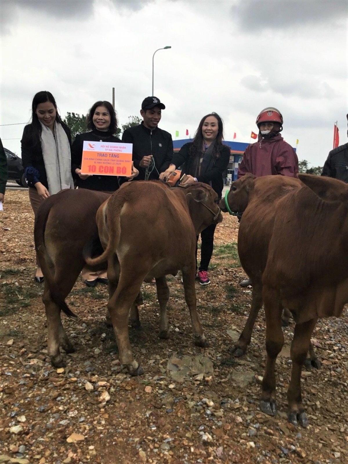 Bà Minh Hà cùng Hội Nữ doanh nhân Hải Phòng tặng 10 con bò cho gia đình chính sách bị ảnh hưởng lũ lụt năm 2020 ở tỉnh Quảng Bình