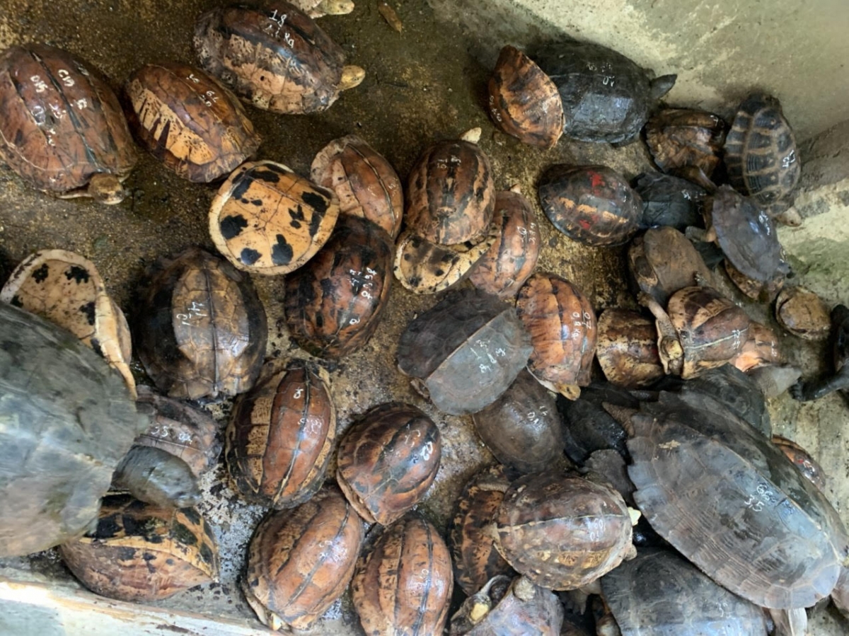 Số lượng lớn cá thể rùa phát hiện tại nhà đối tượng Hoàng Minh Triển