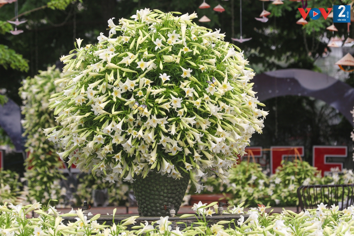 Trong bất kỳ khung cảnh nào, hoa loa kèn cũng tỏa sắc, dù giản dị ở trên bàn, trong góc nhà, ngoài sân vườn hay sắp đặt trên những đại sảnh lớn hoặc trang trọng ở các khu vực thờ tự.