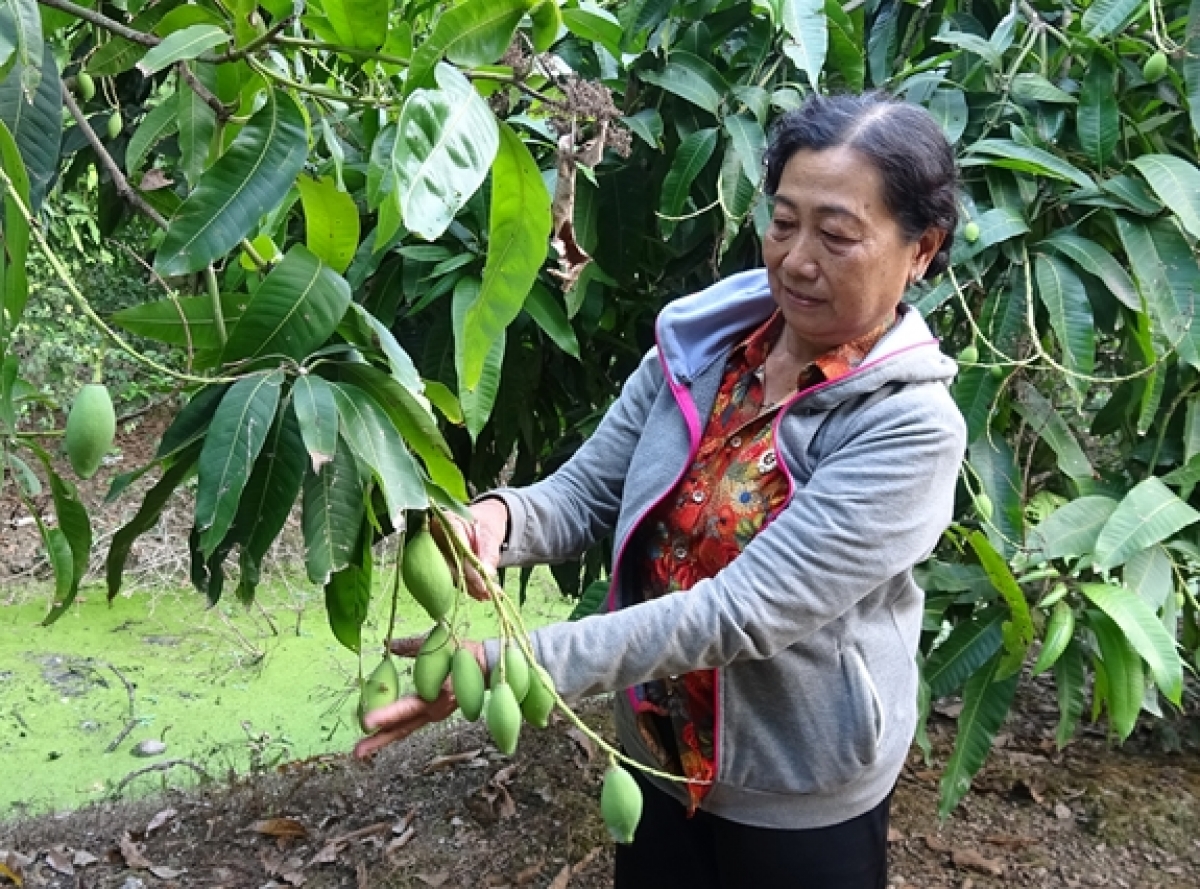 Cựu chiến binh Nguyễn Thị Khoa chăm sóc vườn xoài của gia đình