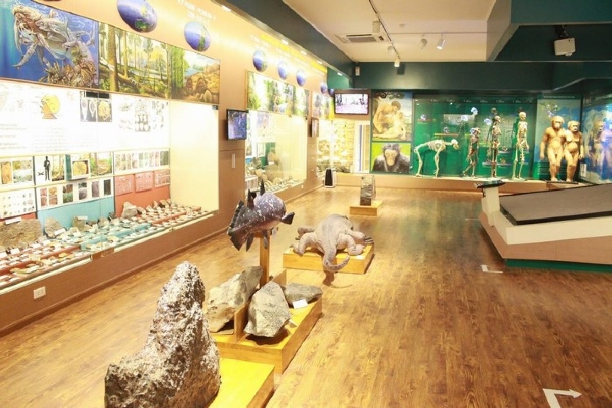 Nhiều mẫu tiêu bản hóa thạch cổ xưa được trưng bày trong tủ kính