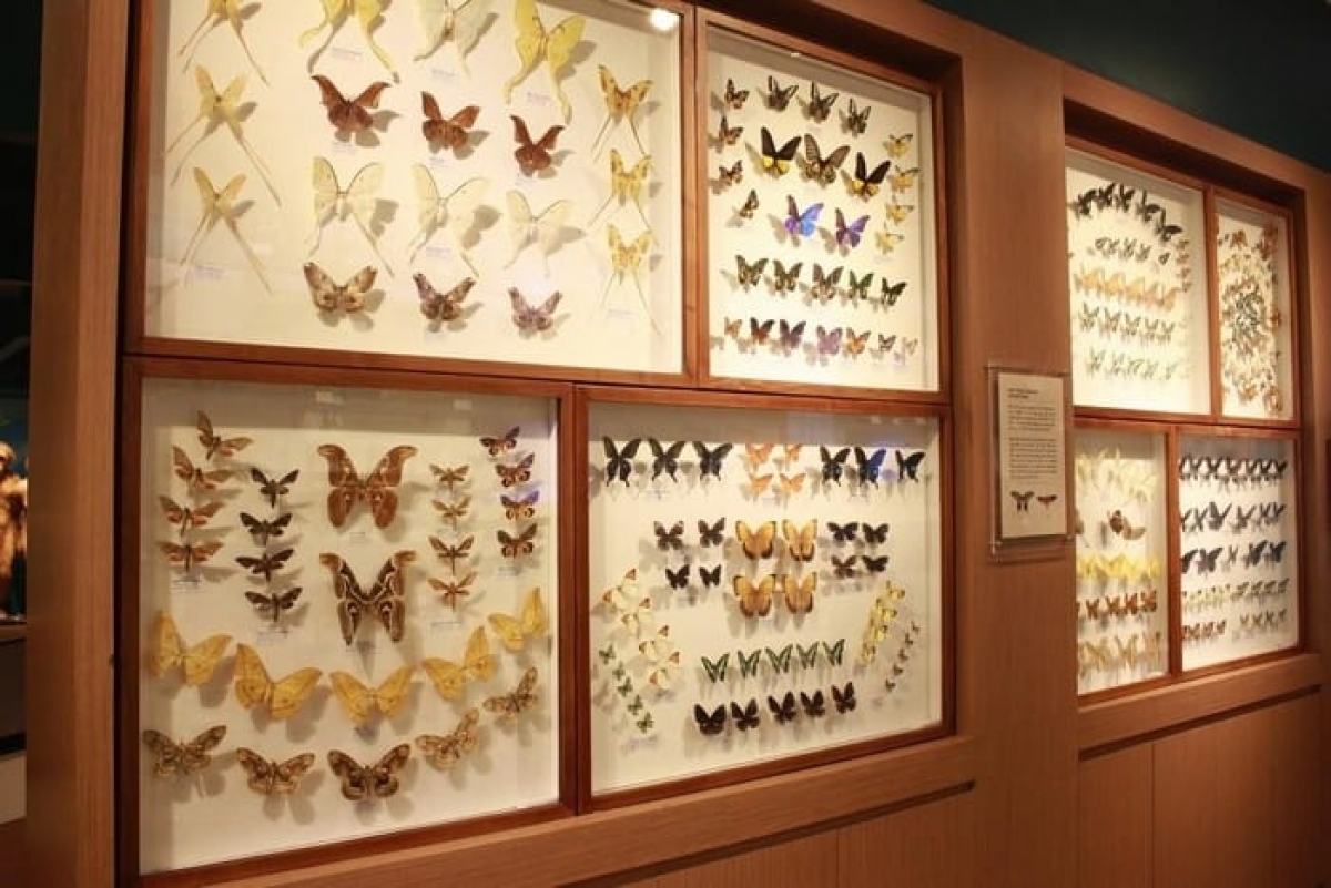 Bộ sưu tập hàng trăm loại bướm khác nhau